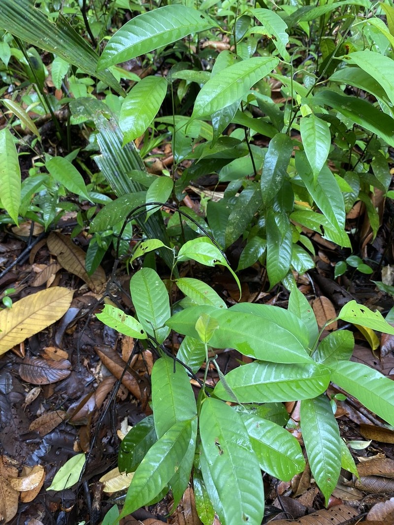 Rubroshorea teysmanniana photo 2