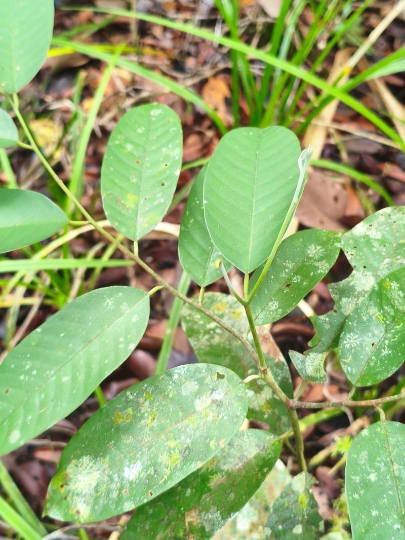 Rubroshorea teysmanniana photo 3