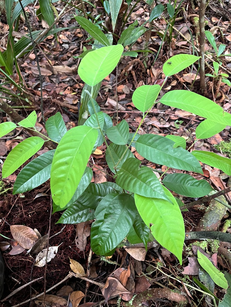 Rubroshorea teysmanniana photo 4