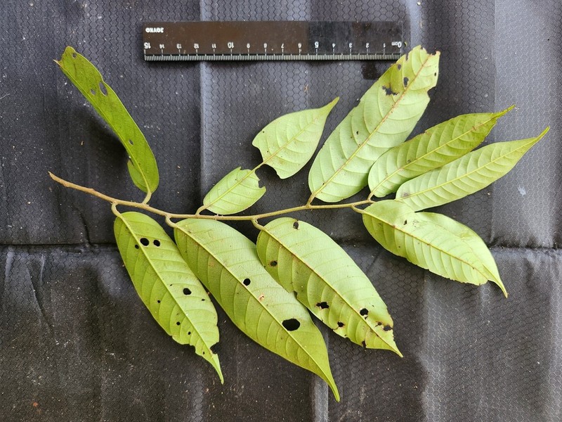 Rubroshorea teysmanniana photo 5