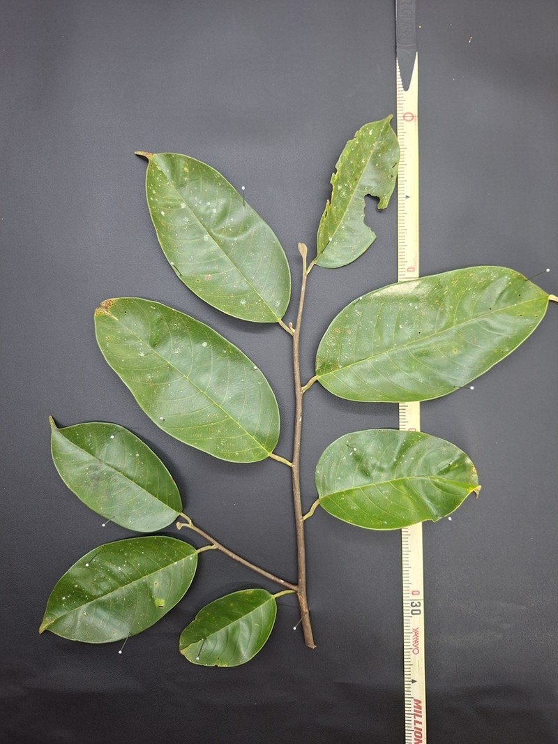 Rubroshorea teysmanniana photo 8