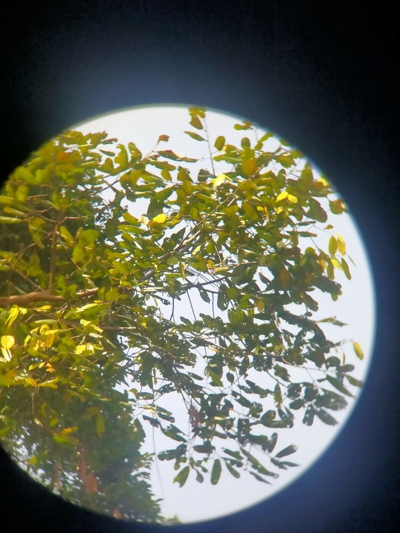 Rubroshorea uliginosa photo 3