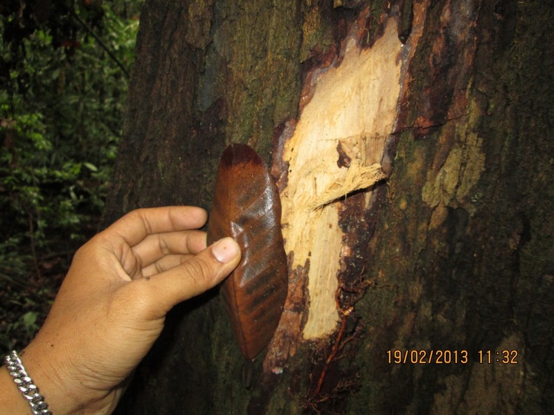 Rubroshorea uliginosa photo 5
