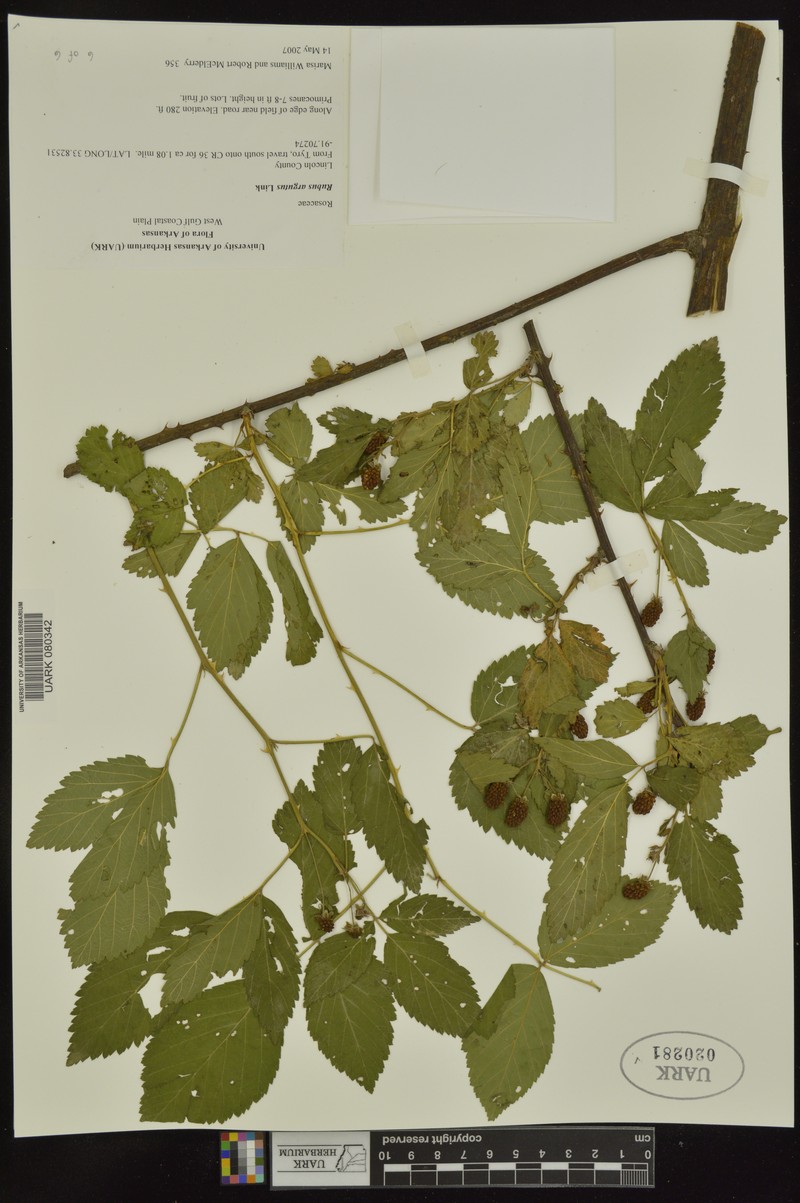 Rubus × acer