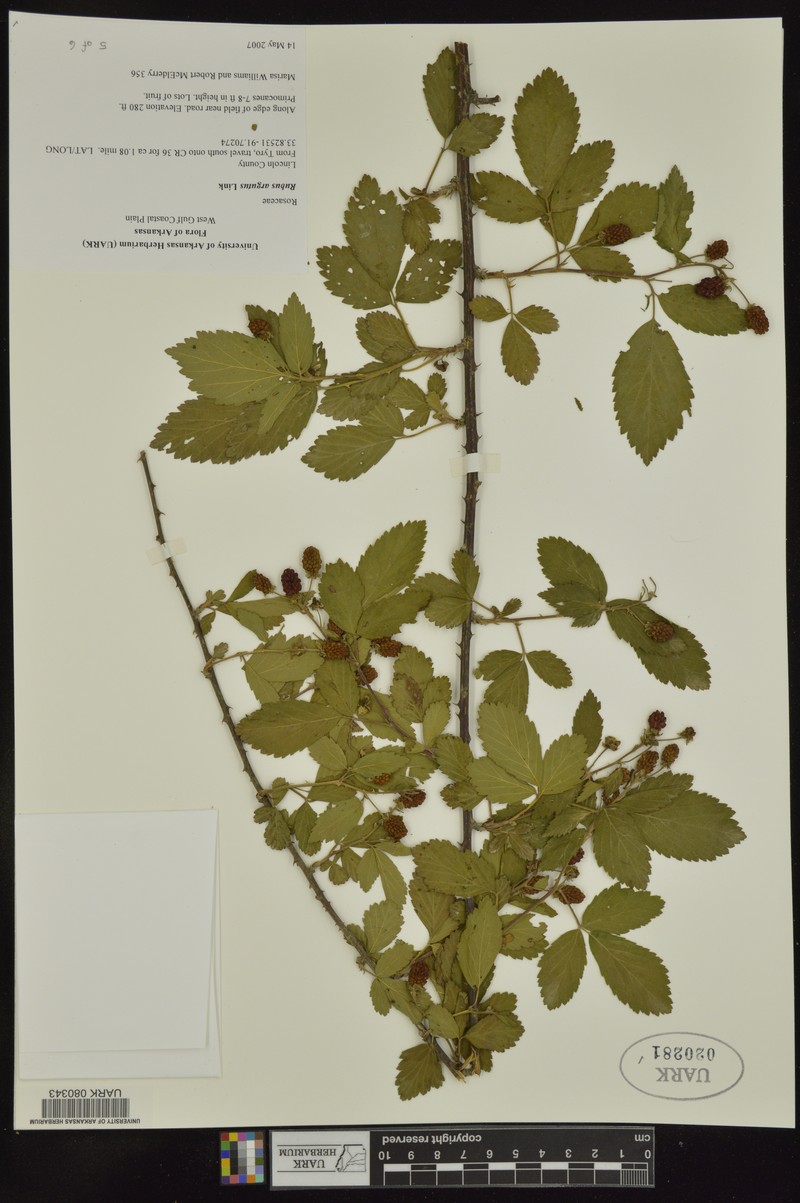 Rubus × acer photo 2