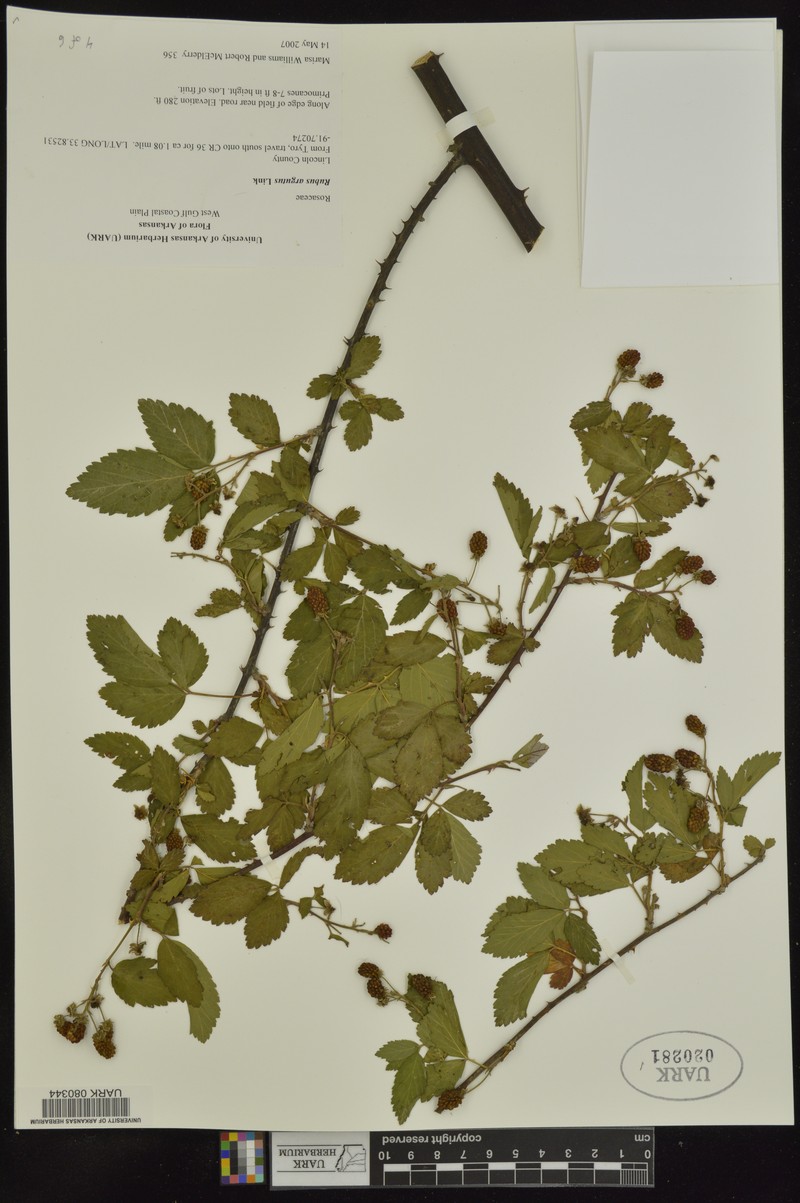 Rubus × acer photo 3