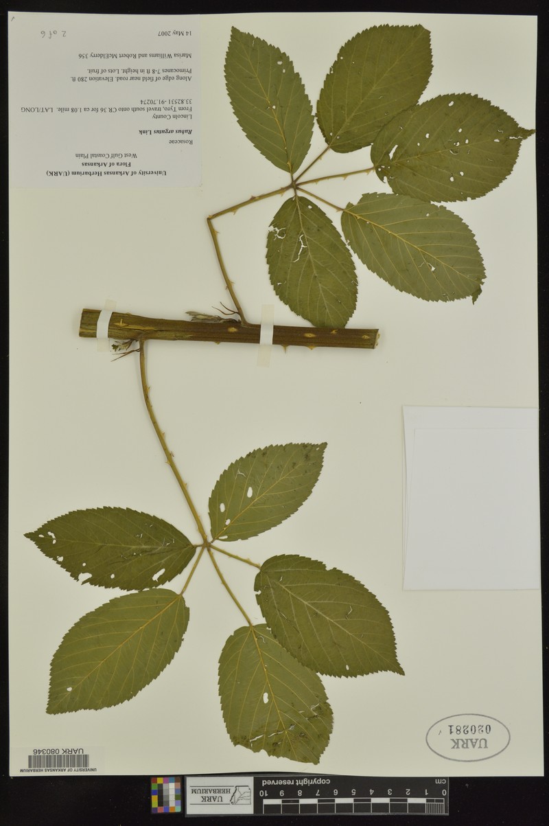 Rubus × acer photo 5