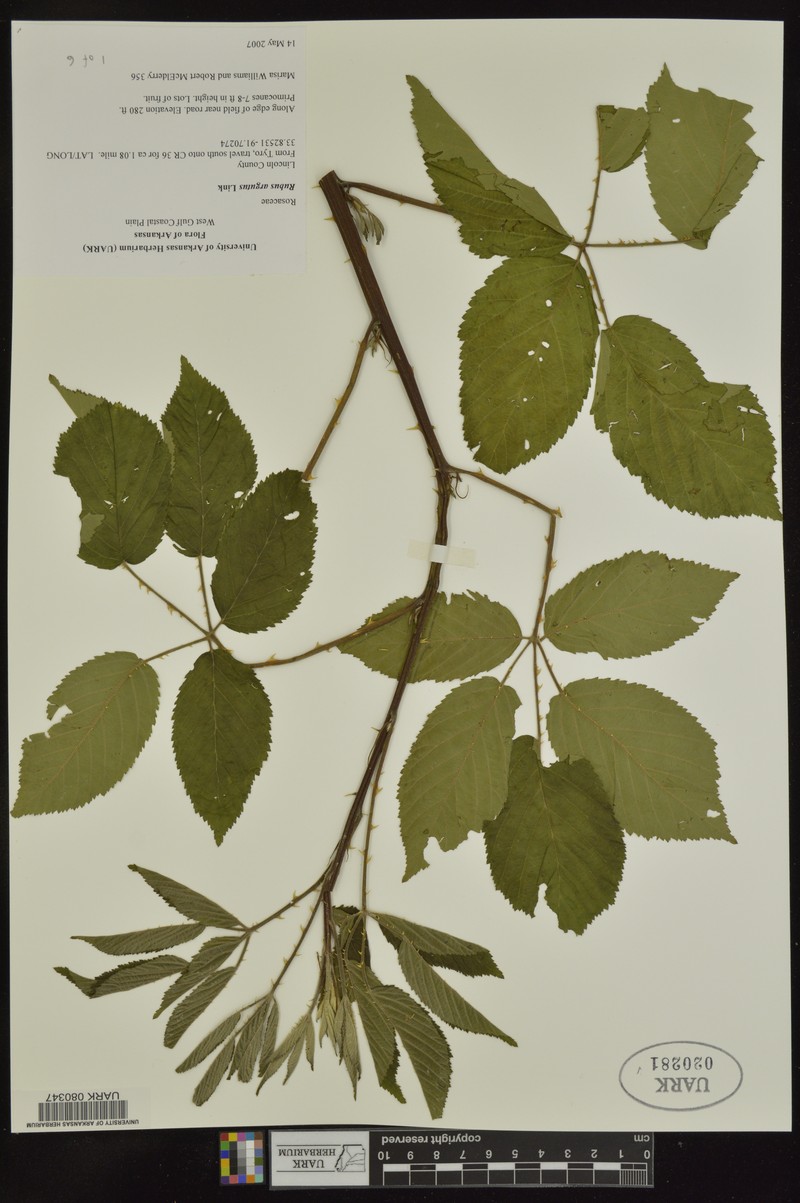 Rubus × acer photo 6