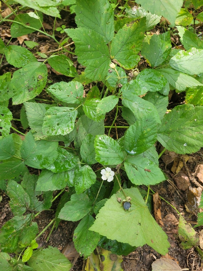 Rubus × areschougii
