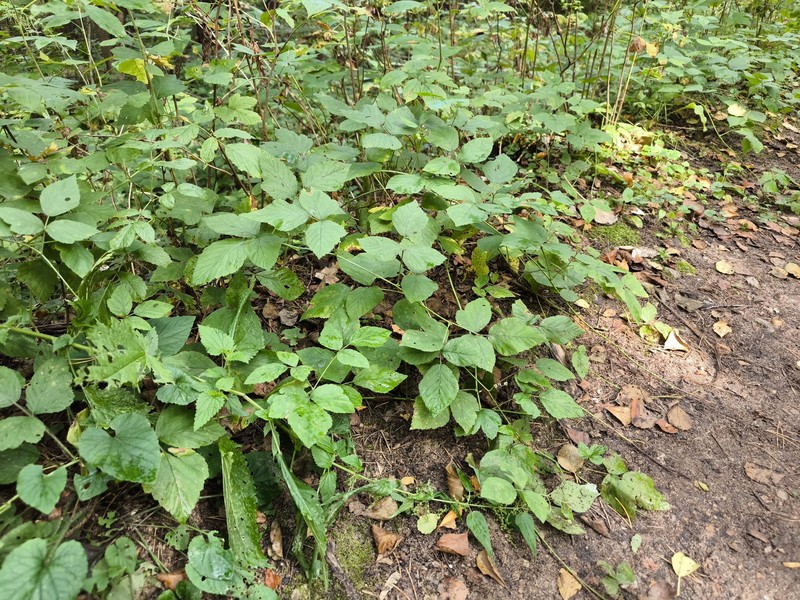 Rubus × areschougii photo 2
