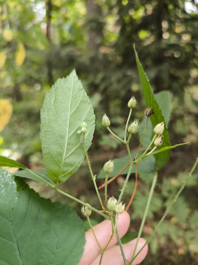 Rubus × areschougii photo 3