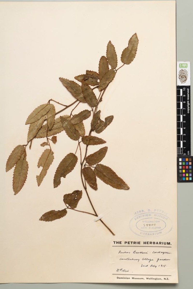 Rubus × barkeri photo 2
