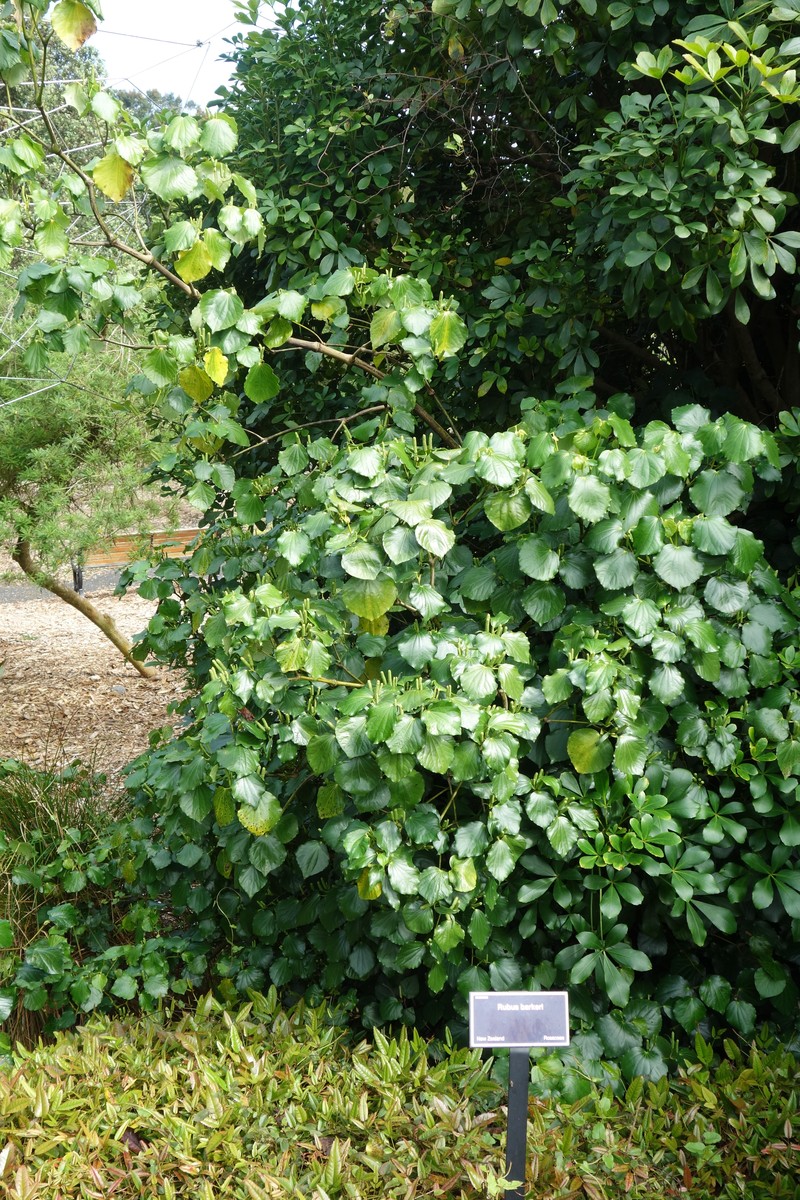 Rubus × barkeri