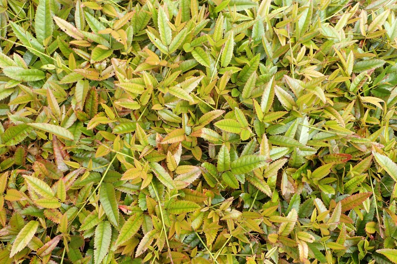 Rubus × barkeri photo 5