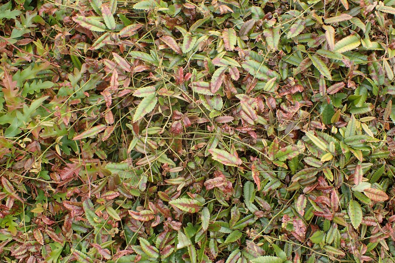 Rubus × barkeri photo 7