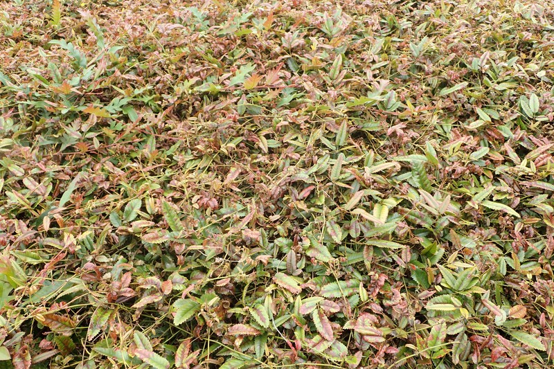 Rubus × barkeri photo 8