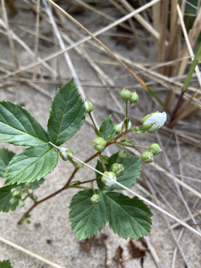 Maine Dewberry