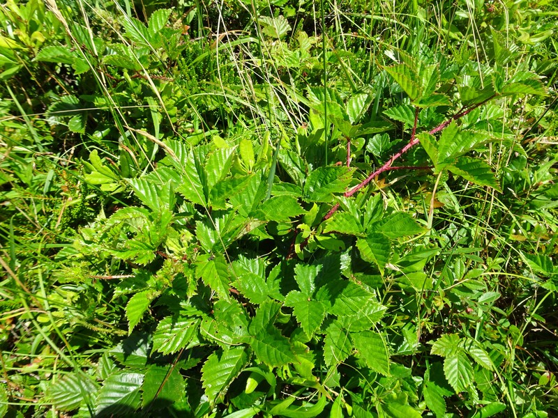 Maine Dewberry photo 2