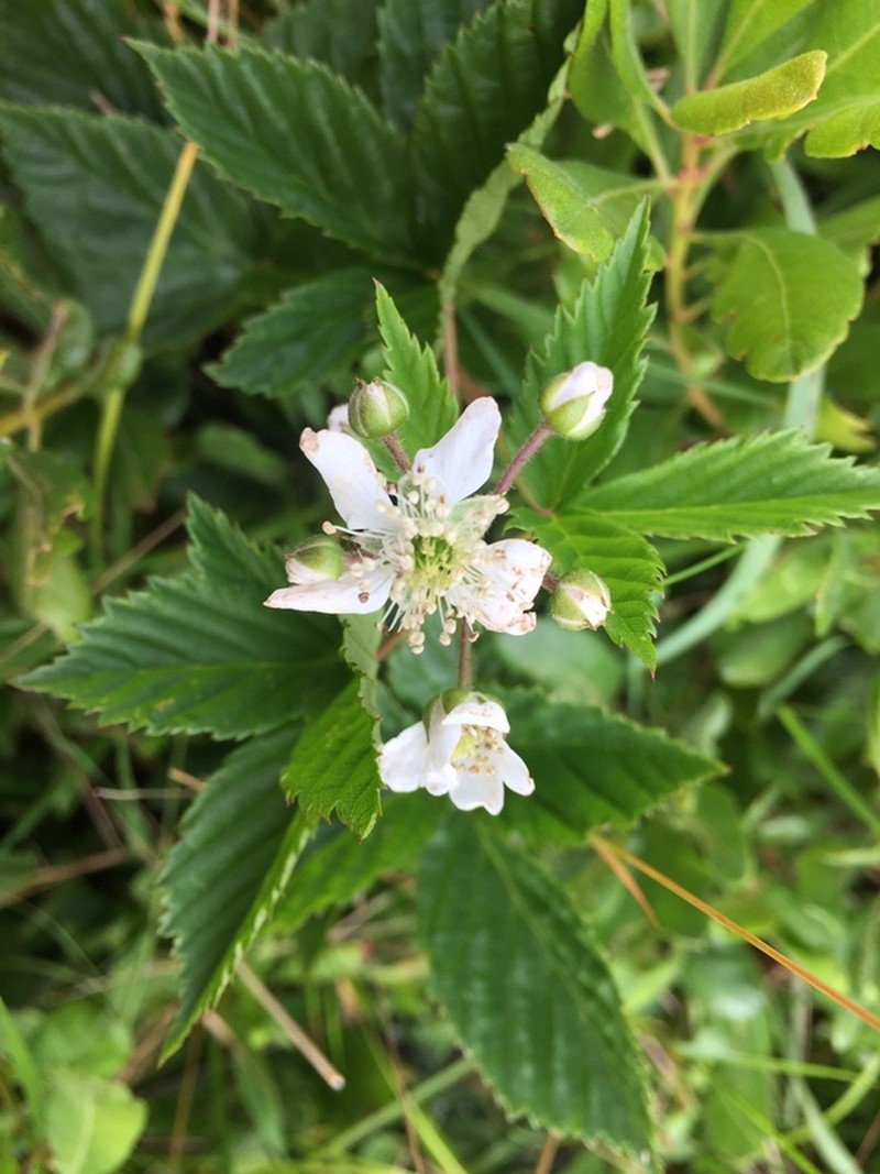 Maine Dewberry photo 3