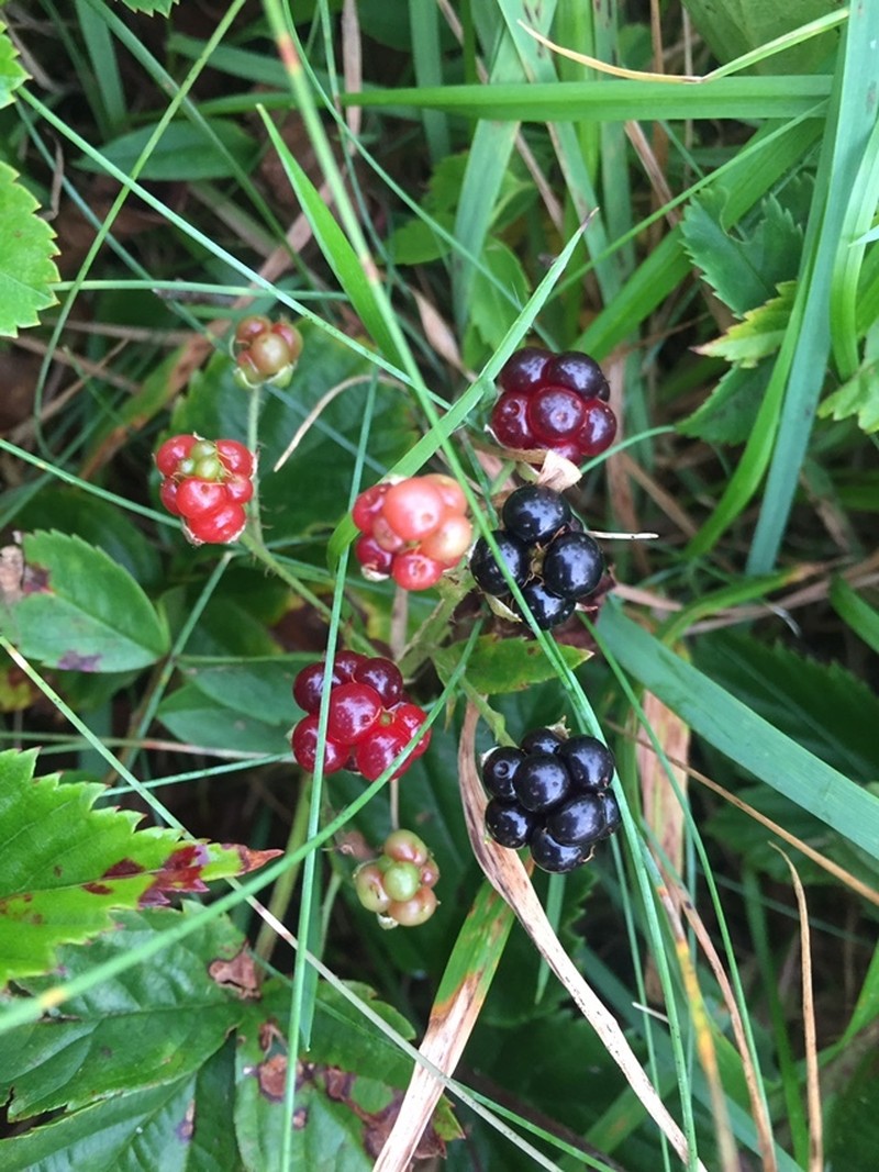 Maine Dewberry photo 4