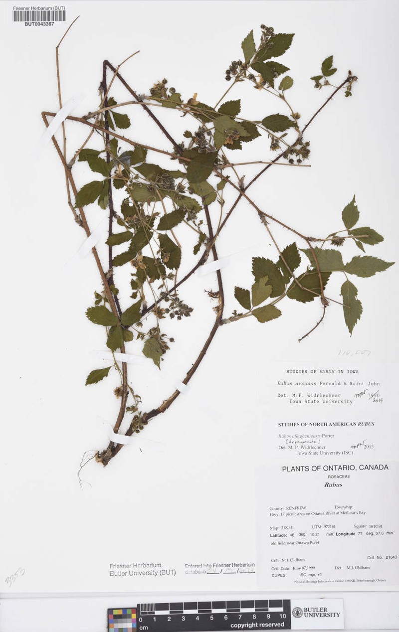 Harsh Dewberry photo 5