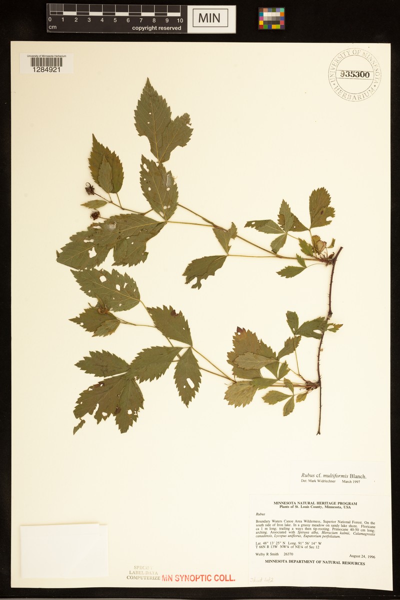 Harsh Dewberry photo 7