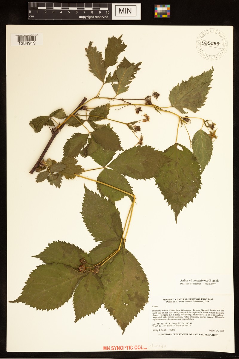 Harsh Dewberry photo 8