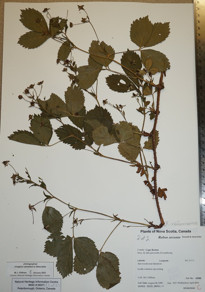 Wand Dewberry photo 6