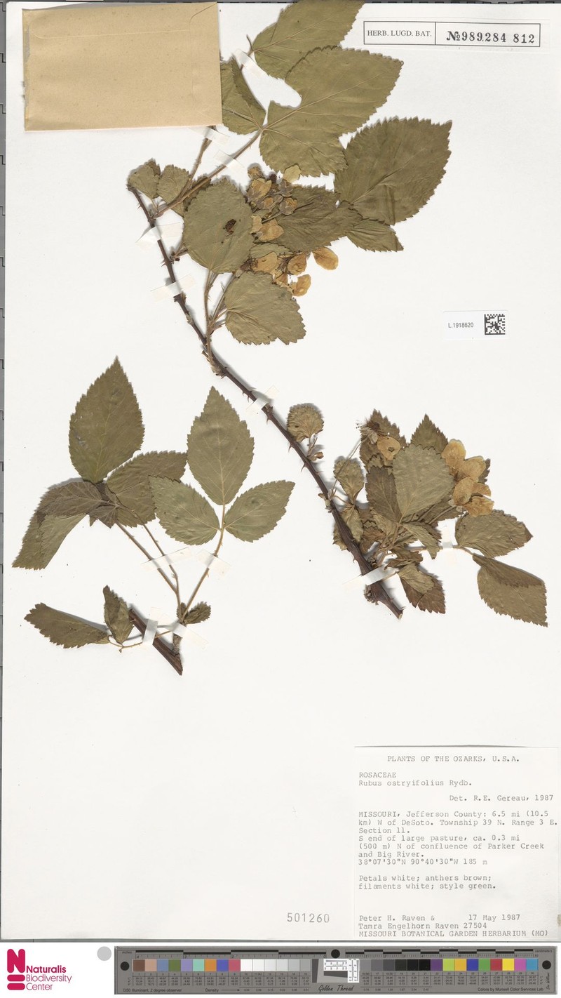 Northeastern Dewberry photo 3