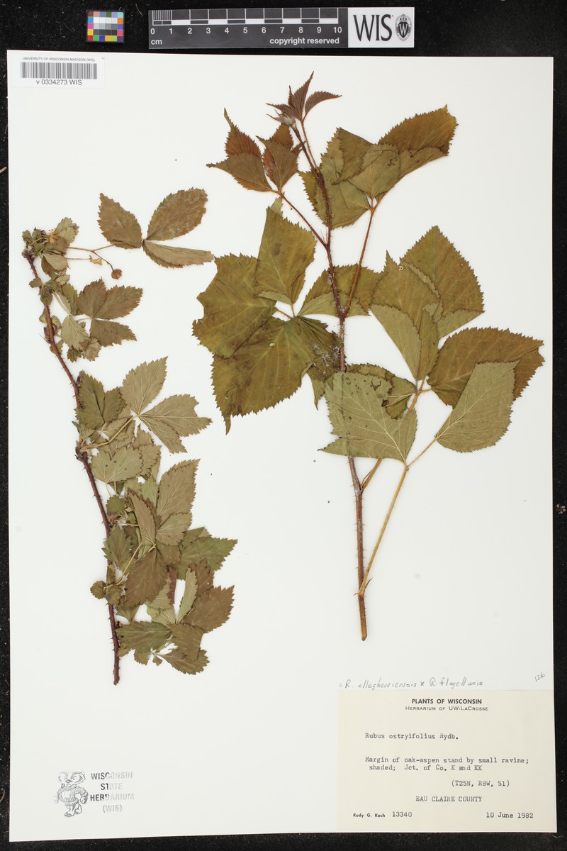 Northeastern Dewberry photo 5