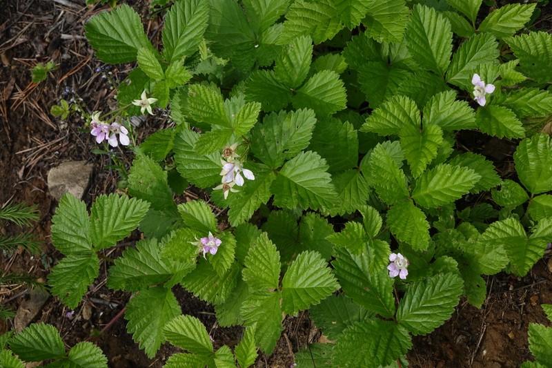 Rubus × castoreus
