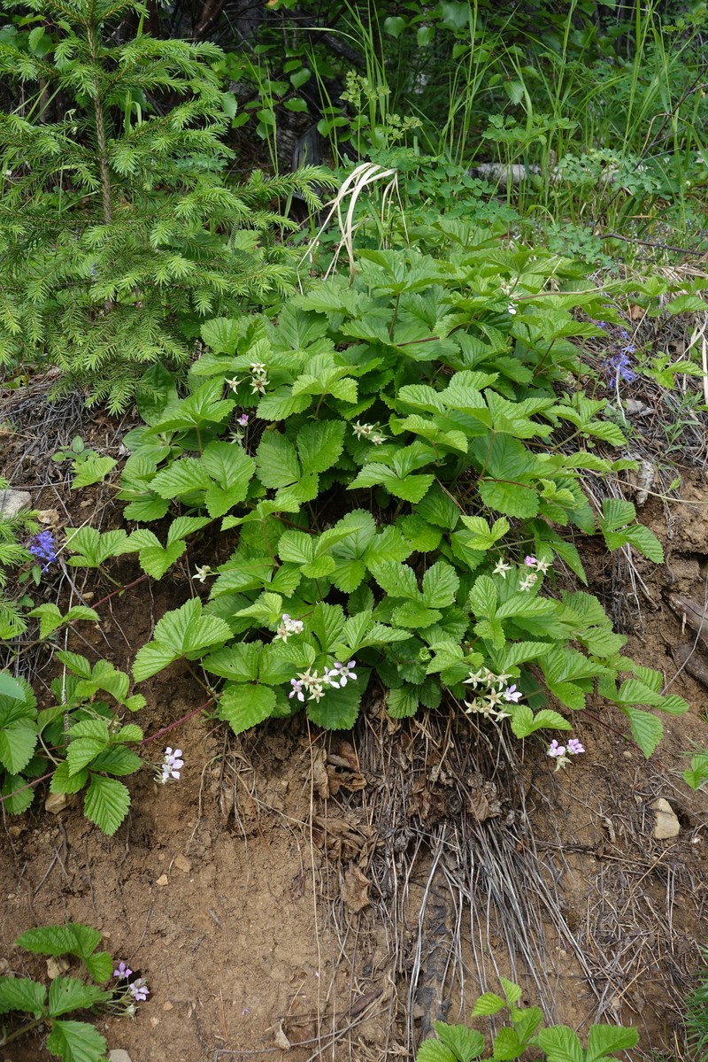 Rubus × castoreus photo 2