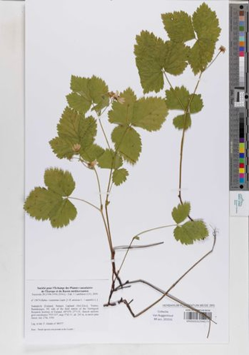 Rubus × castoreus photo 3