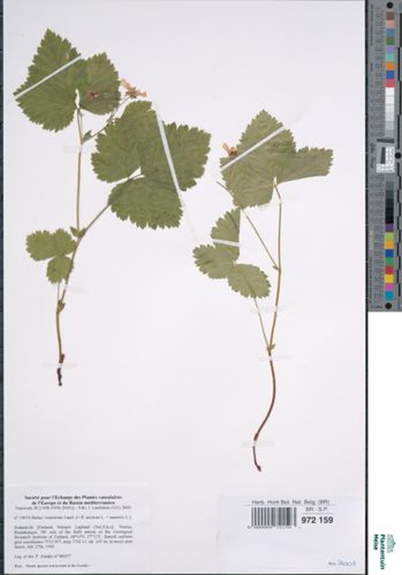 Rubus × castoreus photo 4