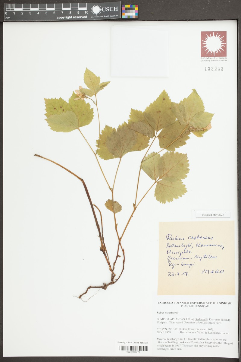Rubus × castoreus photo 5