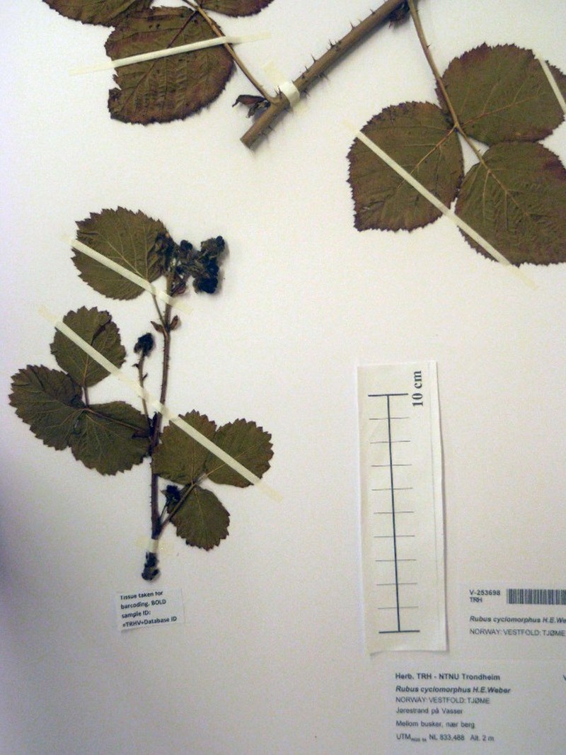 Rubus × cyclomorphus
