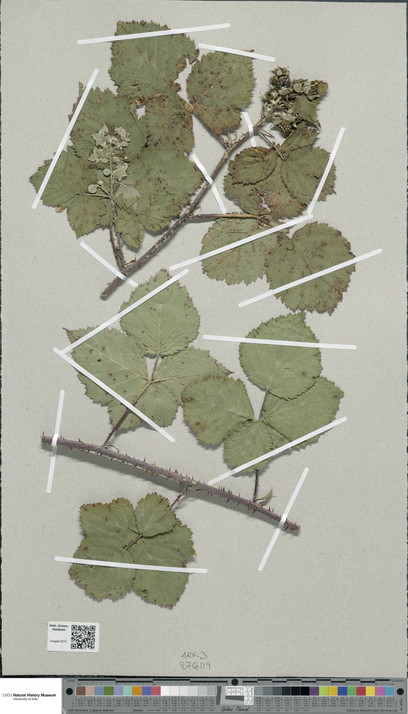 Rubus × cyclomorphus photo 2