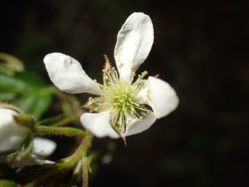 Great Lakes Dewberry