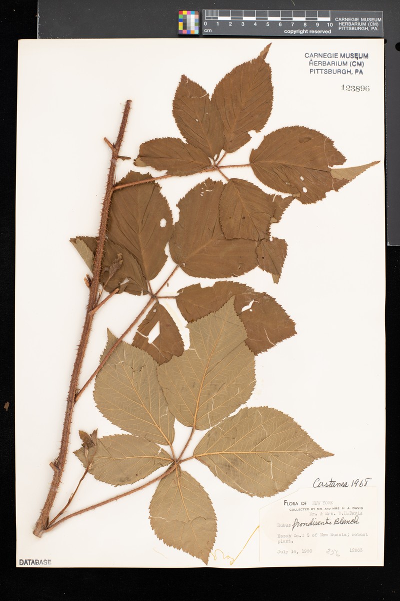 Great Lakes Dewberry photo 6