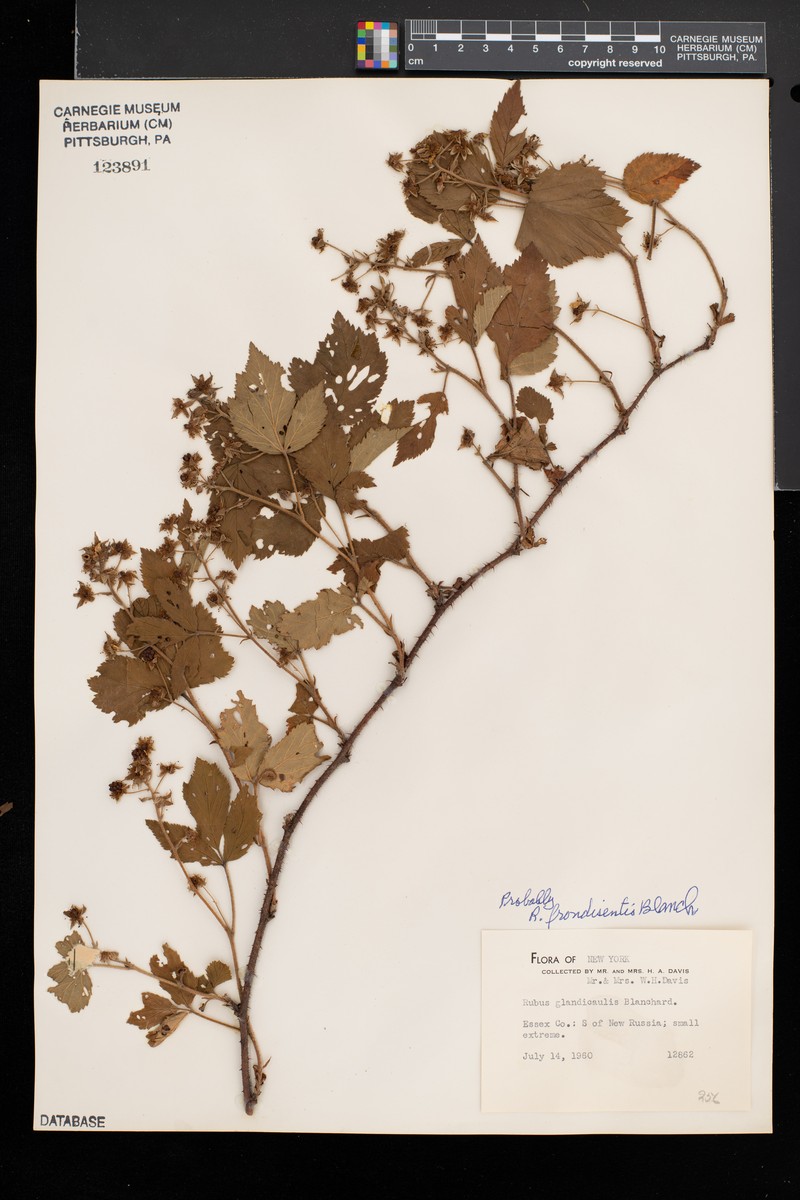 Great Lakes Dewberry photo 7