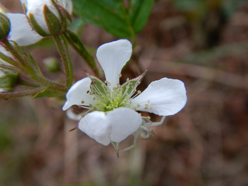 Windham County Blackberry photo 2