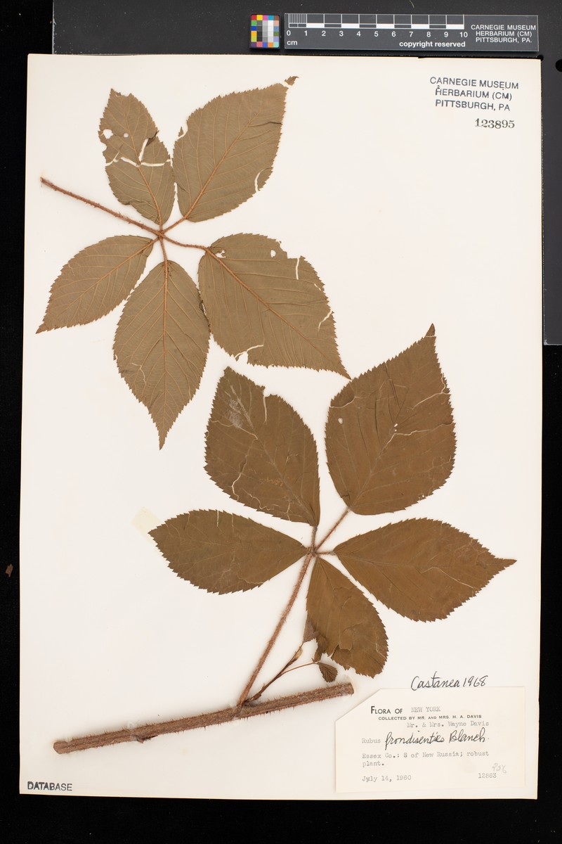 Leafy Blackberry photo 5