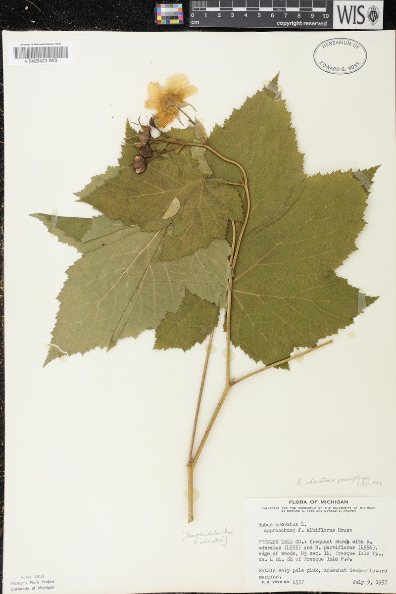 Rubus × fraseri photo 6