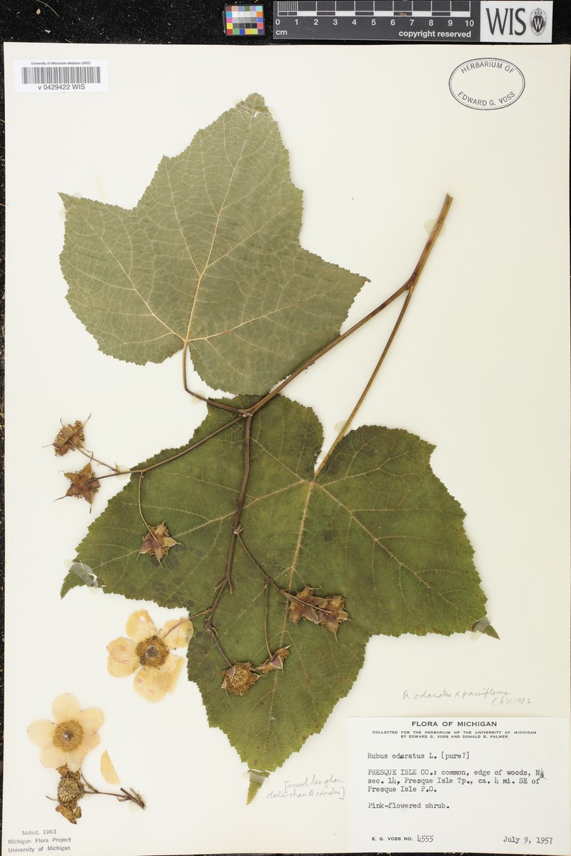 Rubus × fraseri photo 7