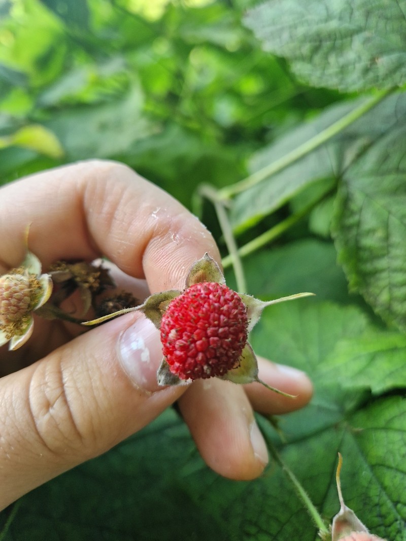 Rubus × fraseri