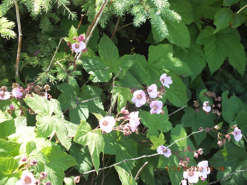 Rubus × fraseri photo 3