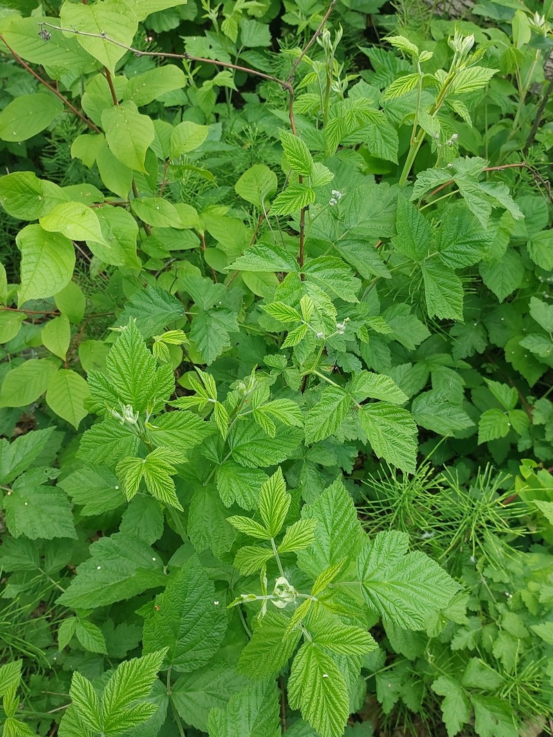 Rubus × idaeoides