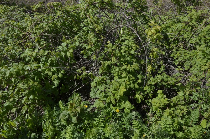 Rubus × idaeoides photo 2