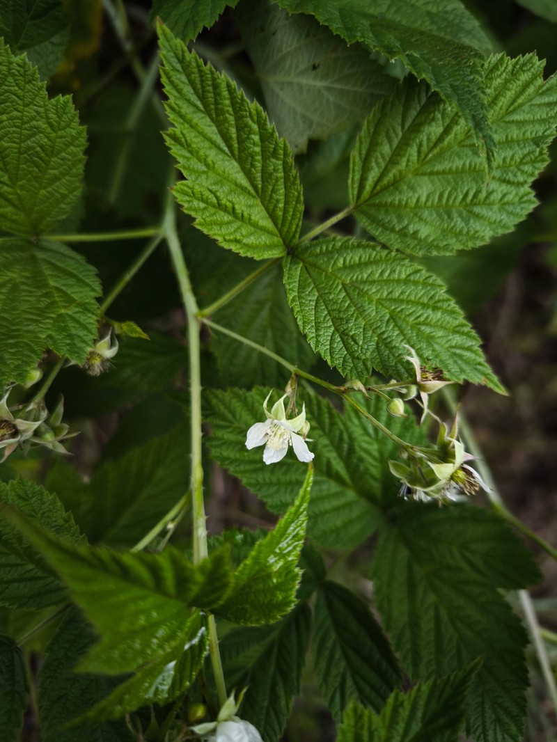 Rubus × idaeoides photo 3