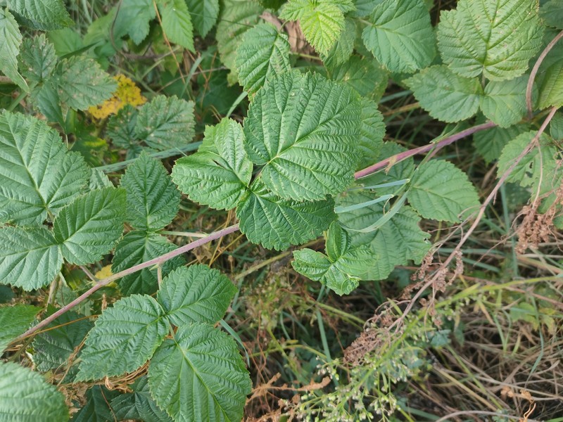 Rubus × idaeoides photo 4